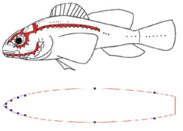 'Lateral lines' in fish contain hundreds of tiny pressure and velocity sensors that enable them to navigate through currents and eddies as efficiently as possible. To mimic that ability, MIT researchers have developed inexpensive, sensitive MEMS-based pressure sensors and mounted them on a small experimental vessel in a pattern that replicates the distribution of the lateral lines.