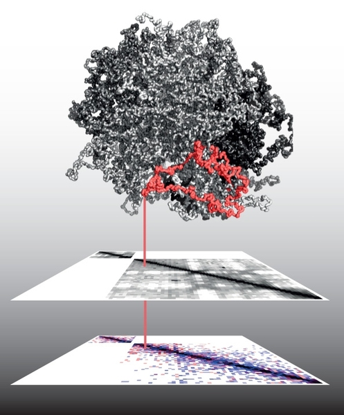 At top, a fractal globule model of chromosome organization, with an example of a potentially deleted loop in red. Just below is a map of chromosomal contacts on chromosome 17 – the darker squares show that there are more contacts between locations that are closer to one another. At bottom is map of somatic copy number alterations on chromosome 17 (deletions in red, amplifications in blue) across...