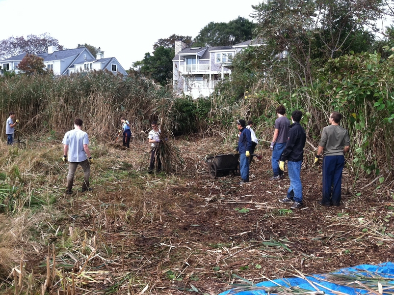 Brothers of Sigma Alpha Epsilon hard at work clearing out the saltwater marsh in Marblehead, Mass.