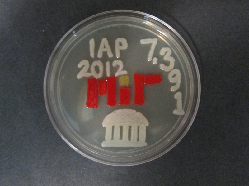 While waiting between experiments, Jennifer Thornton used some of the colorful bacteria to show her artistic side.  