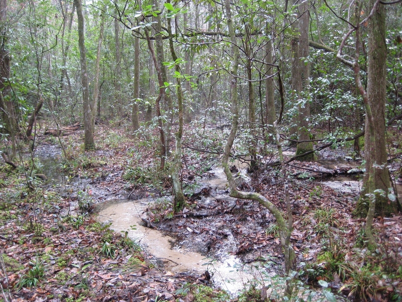 Photograph of a sand-bedded stream in a groundwater sapping valley east of the Apalachicola River, Fla.