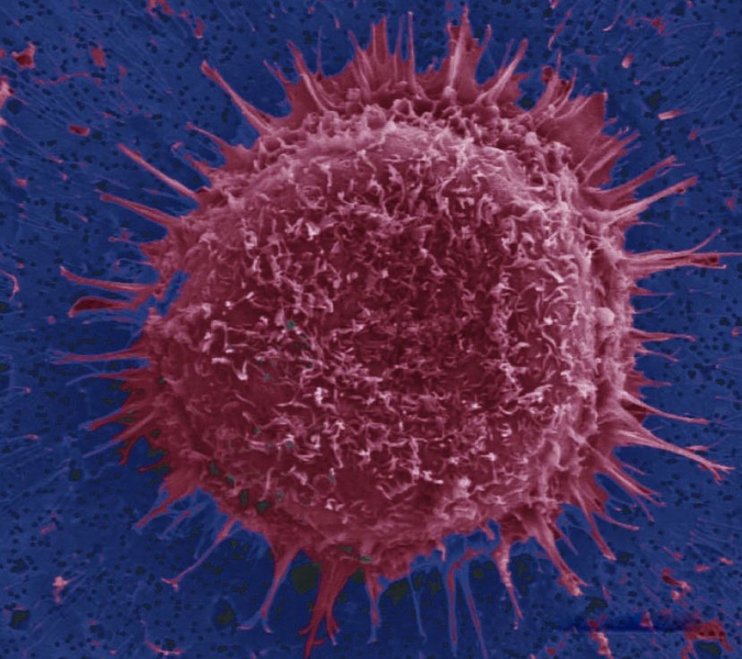 Red target cells adhere specifically to the surface, reflected by the tether-like attachments.