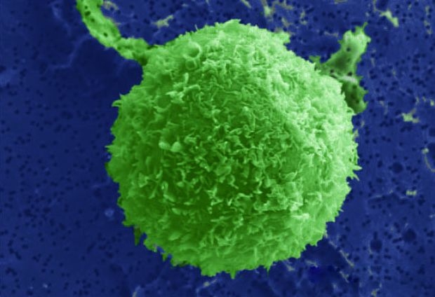 Green cells adhere weakly without tethers and are rapidly removed. Scale is 5 microns.