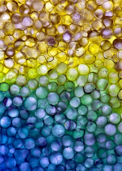 Using tiny glass beads, the researchers simulated the way liquified carbon dioxide would spread through salty water in the pores of deep rock formations.