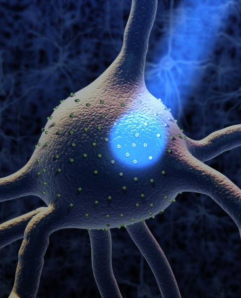 Optogenetics is a technology in which neurons are genetically engineered to respond to light.