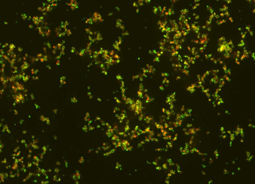 Nanoparticles, in green, targeting bacteria, shown in red.