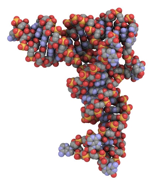 Short strands of RNA can be used to selectively turn off cancer genes.