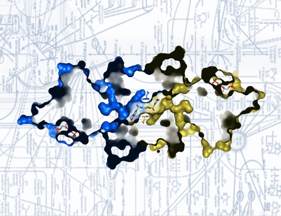 Biologists found that boosting the activity of pyruvate kinase, the enzyme seen here, can prevent tumors from growing.
