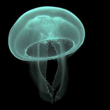 Moon Jellyfish, from story by Fangfei Shan, Graduate Program in Science Writing.