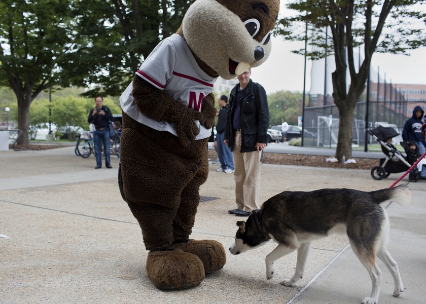 MIT&#39;s mascot, Tim the Beaver, meets a fellow non-human guest during Saturday&#39;s festivities.