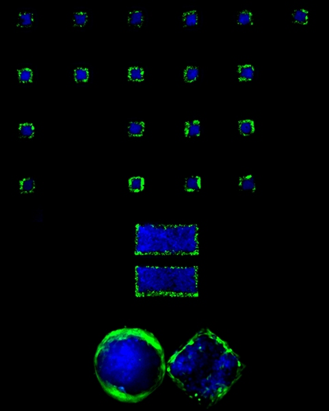 'MIT is equal to infinite' pattern was made of various spatially organized cell types in defined geometries. 'MIT' and 'equal' patterns were made of spatially distributed human hepatoblastoma cells and NIH-3T3 fibroblasts. The infinite pattern was combination of one circular and one square pattern which were made of spatially arranged human hepatoblastoma cells and human umbilical vein endothelial...