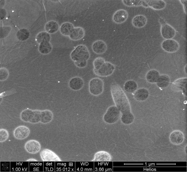 A scanning electron microscope image of the graphene covering pores in the polycarbonate track etch membrane.