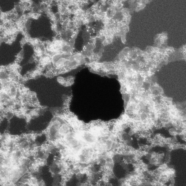 A high-resolution scanning transmission electron microscope image taken at Oak Ridge National Laboratory showing a large hole in the graphene (black region in the center). The image is 32 nm by 32 nm, hence the hole is about 10 nm in diameter. The white on the surface of the graphene is contamination, which is a recurring problem for anyone imaging graphene using this technique.