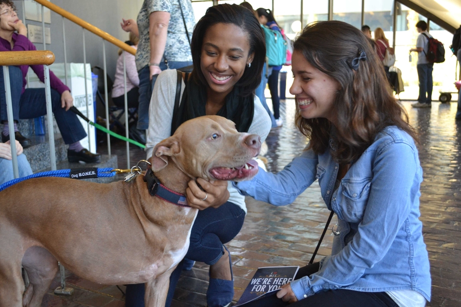 Rumors about the presence of therapy dogs had spread before the Wellness Fair began and students were excited for the chance to spend a few minutes with the well-mannered dogs. Bria Wallace &#39;16 (left) and Jessica Torres &#39;16 (right) sat down to play with Penny, a three-legged rescued pit bull, owned by Dan Sawicki, an Operations Flight Commander at MIT&#39;s Air Force ROTC Detachment.