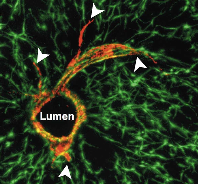 Researchers at MIT and the University of Pennsylvania successfully grew blood vessels within liver tissue grown in the lab. The red circle is a cross-section of the vessel, and endothelial cells (red) sprout from the surface of the tube.