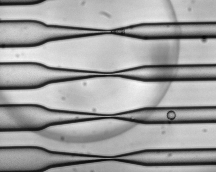 As cells squeeze through a narrow channel, tiny holes open in their membranes, allowing large molecules such as RNA to pass through.