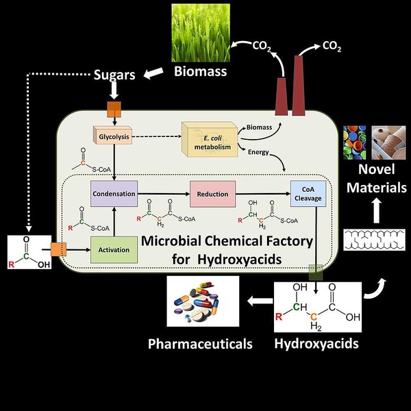 Microbial chemical factory for hydroxyacids