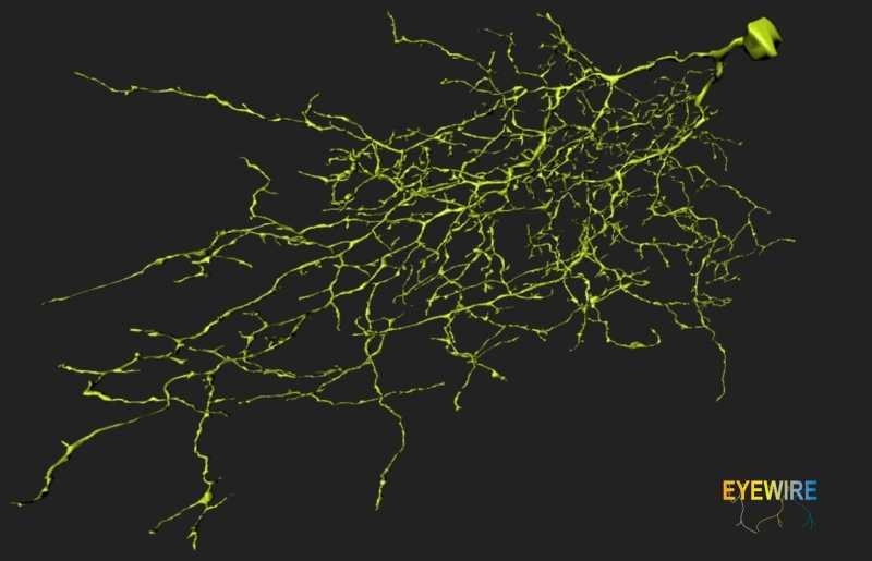 A image of a neuron mapped by users of <a href="http://eyewire.org">EyeWire</a>, a game to map the retinal connectome, which is run by MIT's Sebastian Seung, who joined other prominent researchers Tuesday for President Obama's announcement of the BRAIN Initiative.