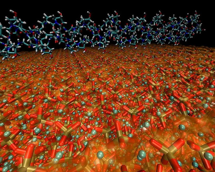 This diagram shows a molecular view of the structure of bone. The image shows the interface between a collagen protein molecule (top) and a hydroxyapatite mineral crystal (bottom). In bone, a complex combination of collagen and mineral forms into a nano composite that creates a very tough, strong and reliable material.  