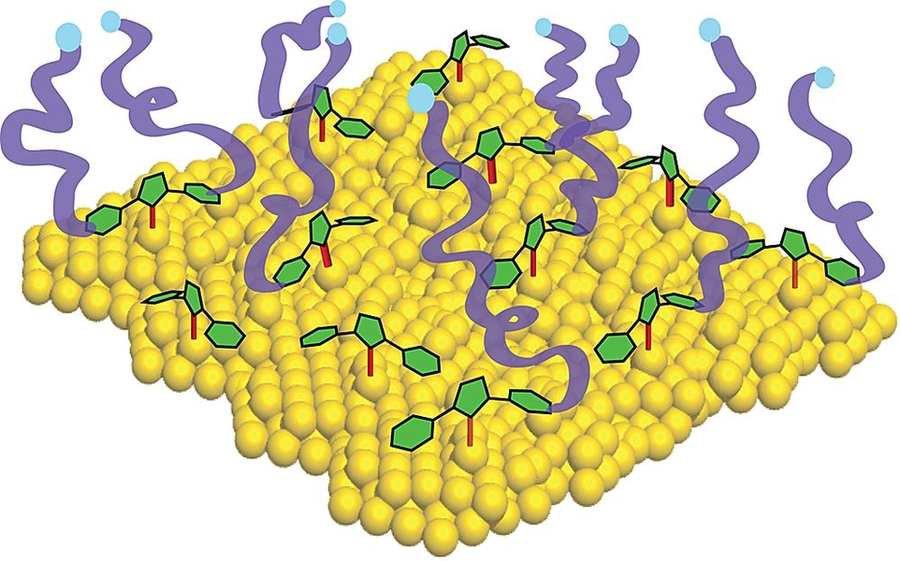 Diagram shows a gold surface (in yellow) with carbene anchors (green) attaching polymer molecules (purple ribbons) to the surface. MIT researchers found that such carbene anchors can be used to attach many different kinds of materials to a variety of surfaces.