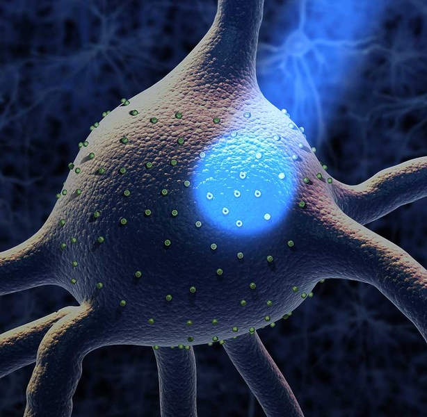 MIT neuroscientists used light to control the activity of neurons involved in compulsive behavior.
