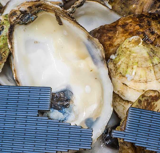 This photo shows the brick-and-mortar pattern of simulated bone and nacre against the backdrop of real nacre found in the inner shell of many molluscs.