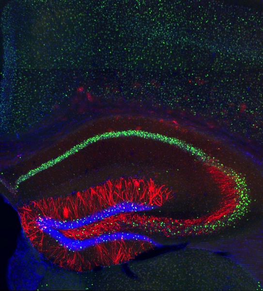 MIT neuroscientists identified the cells (highlighted in red) where memory traces are stored in the mouse hippocampus.