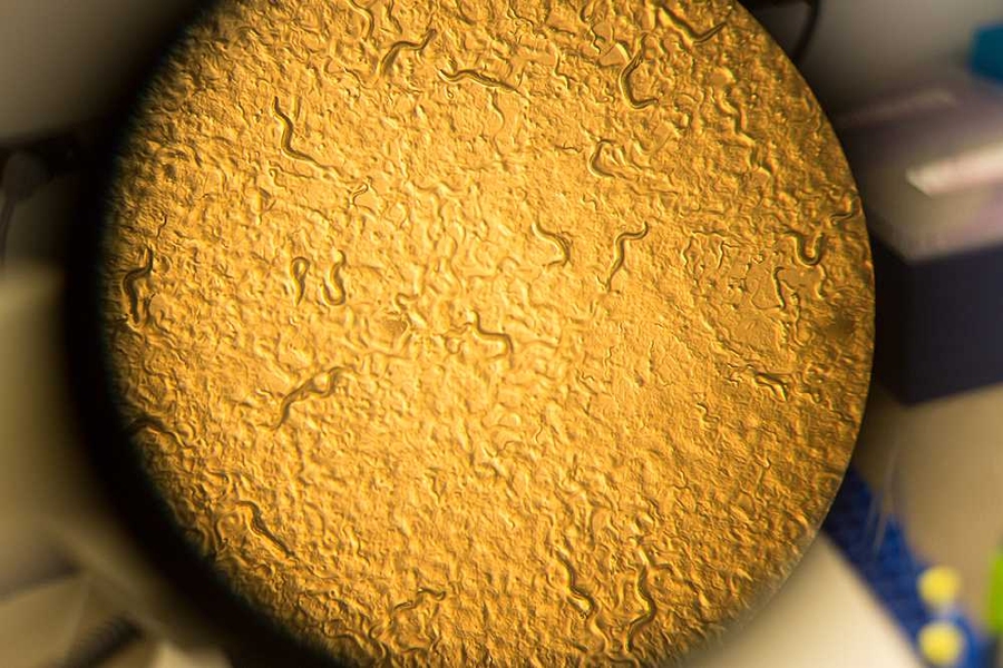 The worm Caenorhabditis elegans growing in a lab dish.