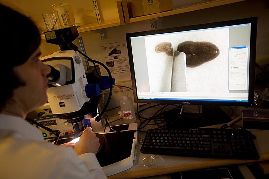Peter Reddien studies planarian worm regeneration in his lab.