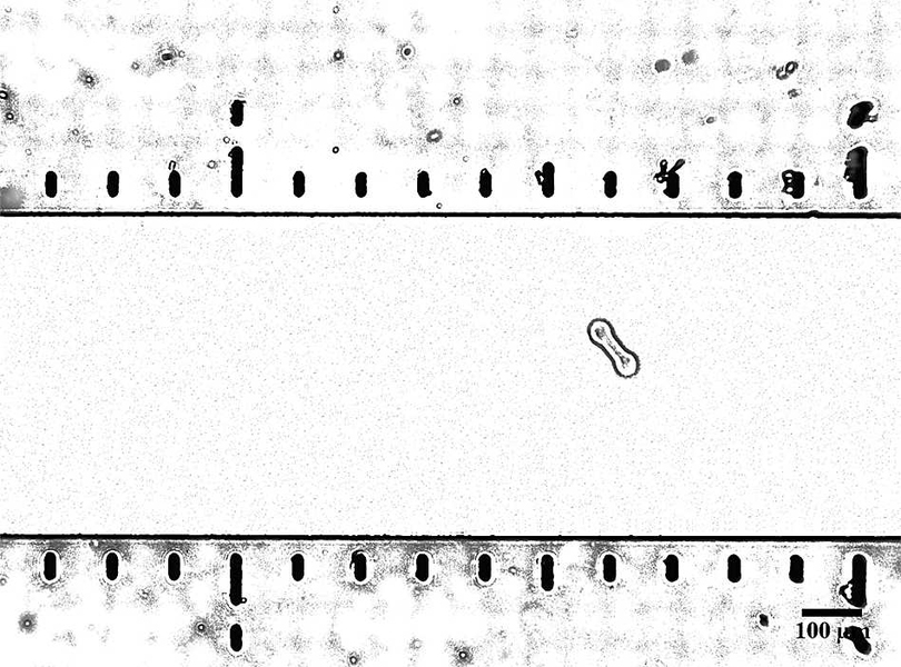 A slightly asymmetrical particle flows along the center of a microfluidic channel.