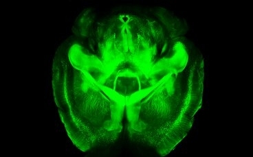 A three-dimensional rendering of clarified brain imaged from below (ventral half).