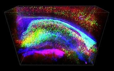 Three-dimensional view of stained hippocampus showing fluorescent-expressing neurons (green), connecting interneurons (red) and supporting glia (blue).