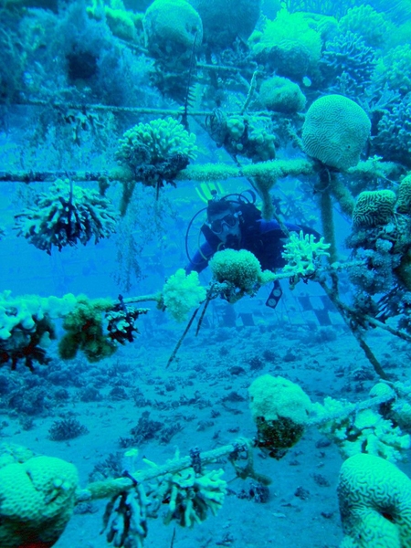 Roman Stocker dives among corals.