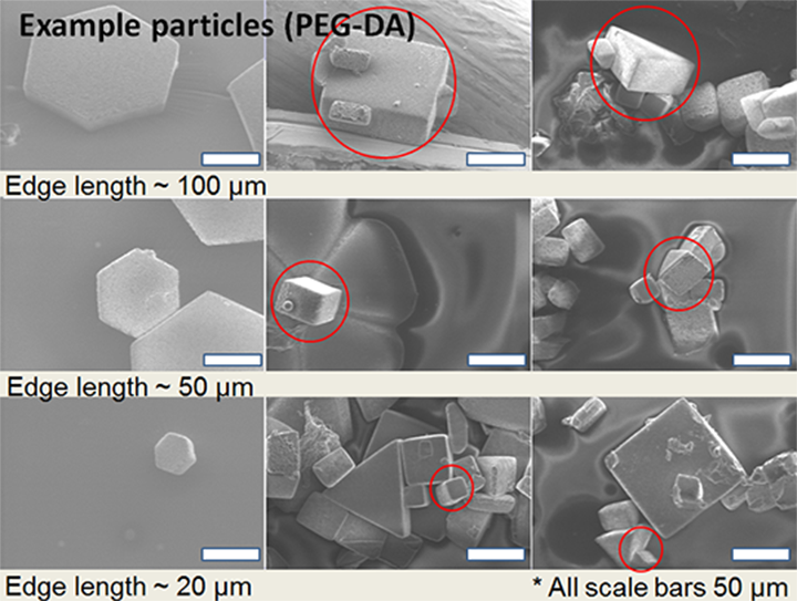 Shown here are examples of micro shapes polymerized by ultraviolet light in polyethylene glycol diacrylate (PEG-DA).