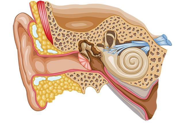 Cochlear implants with no exterior hardware MIT News