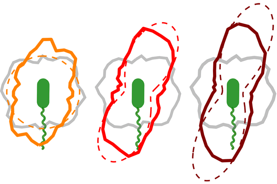 Charts of the probability that a bacterium will have a given orientation, at three different positions in the moving stream of water, are plotted based on experimental data (solid lines) and mathematical models (dashed lines), showing how well the two agree.