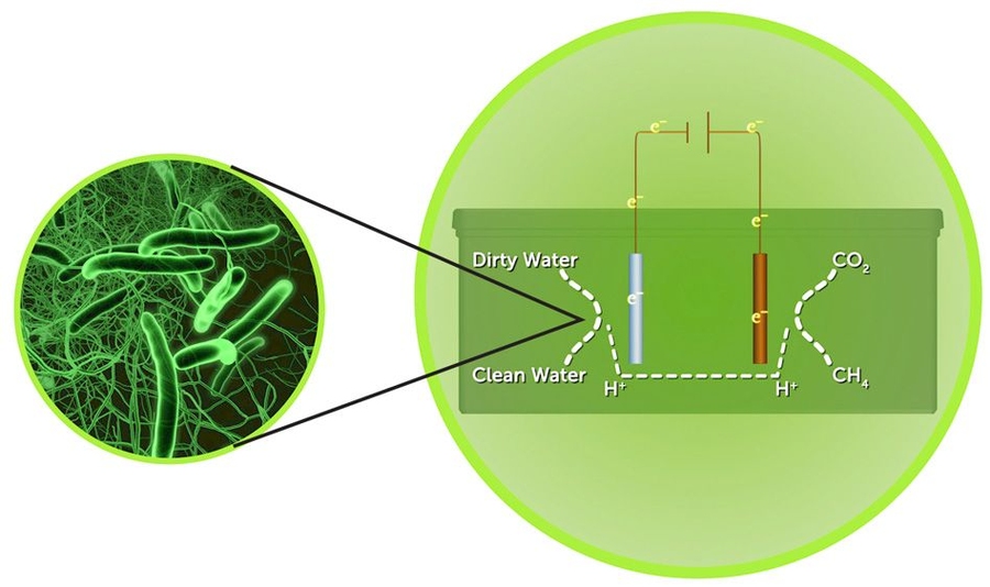 Inside the treatment units, exoelectrogens (at left) consume pollutants in the wastewater and create electricity. The electricity travels through a circuit for other microbes to consume — along with carbon — to produce burnable methane.