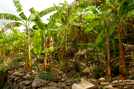 Bananas are extremely rich in potassium. Their cultivation requires soil to be constantly fertilized. 