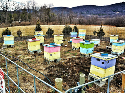 Honeybee hives under study. 