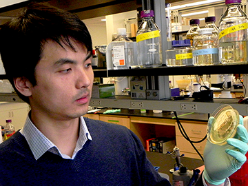 Lei Dai studies cooperative populations including bees and yeast. 