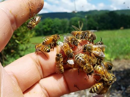 Bees cluster on the hand of Bernardo Niño, senior research technologist in Grozinger Lab at Penn State.