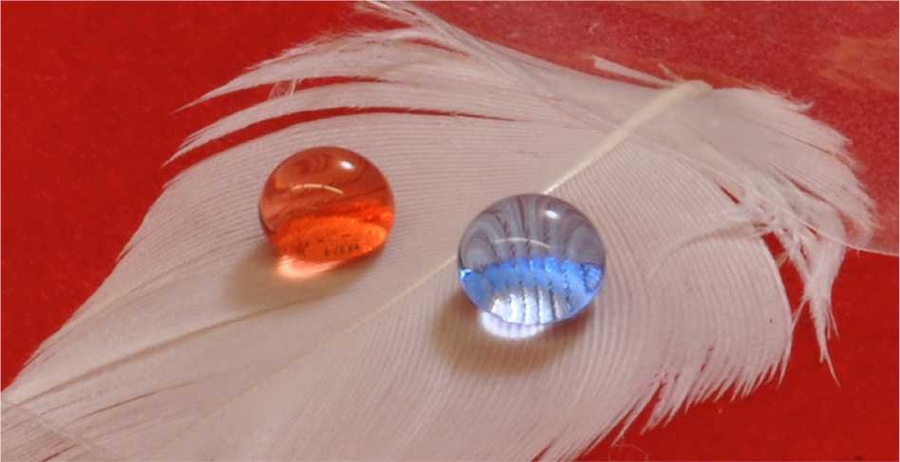 After being coated with a special solution, a feather from a common shelduck repels both the oil (red) and water (blue), causing them to bead up on the surface rather than spreading out.