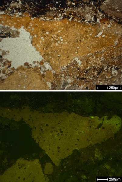 Microphotographs of slightly burned fossilized feces of human origin.