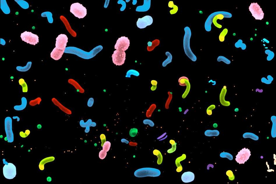 Scanning electron micrograph of microbial plankton, colorized for contrast.
