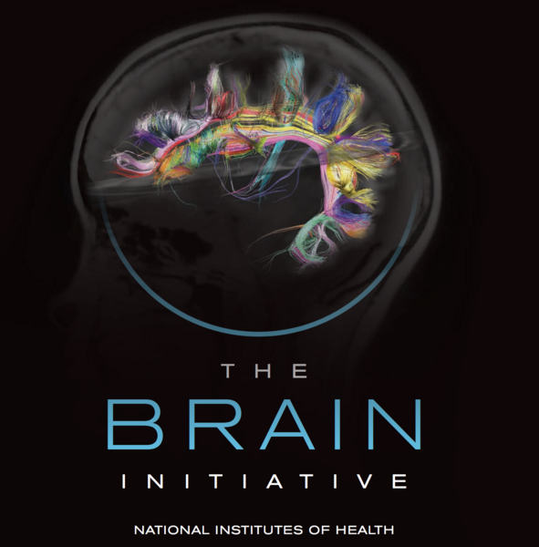 Fifteen MIT Scientists Receive NIH BRAIN Initiative Grants | MIT News ...