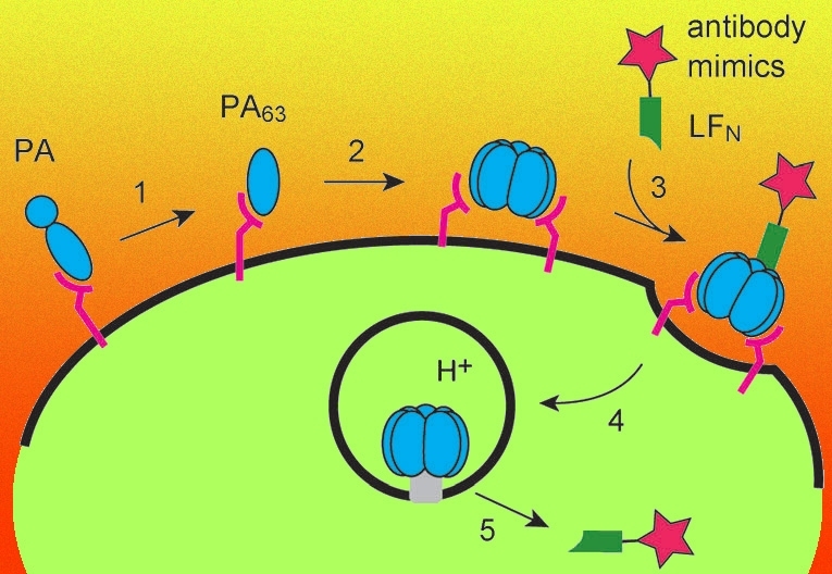 This schematic shows the assembly of anthrax PA proteins into a pore on the surface of a target cell. Scientists at MIT have commandeered these pores to deliver drugs called antibody mimics into cells, where they can interfere with disease-causing proteins.