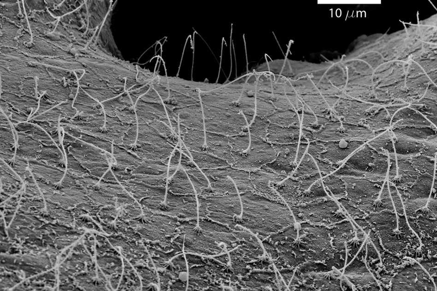 Scanning electron micrograph at 5,000x magnification of the surface of a P. damicornis branch, showing a dense carpet of cilia.