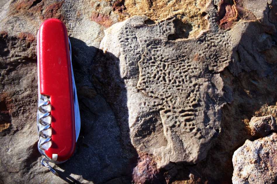 An example of fossilized wrinkles taken at the Upper Cambrian Big Cove Member of the Petit Jardin Formation, near Marches Point on the Port au Port Peninsula in western Newfoundland.