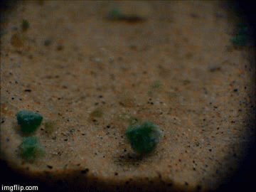 Taken about two hours into the experiment, this animation shows a close-up view of microbial aggregates rolling over a small ripple, or wrinkle structure. (Enlarge to play animation.)