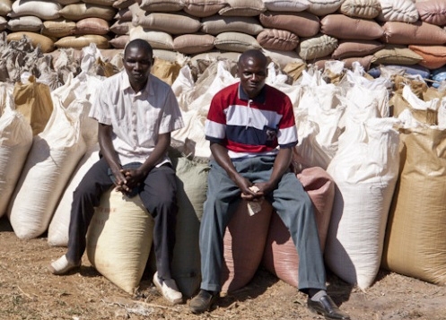 In Zambia, current methods of storing grain neither protect against grain-boring insects nor mitigate the effects of typically wet conditions, high temperatures, and fluctuating relative humidity. New D-Lab Scale-Ups fellow Carl Jensen and his partner Sunday Silungwe founded Zasaka to address this issue by introducing the Purdue Improved Crop Storage (PICS) bag, which virtually eliminates post-har...